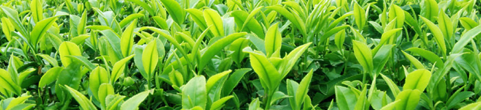 Tea Solutions, Hara Office Inc.